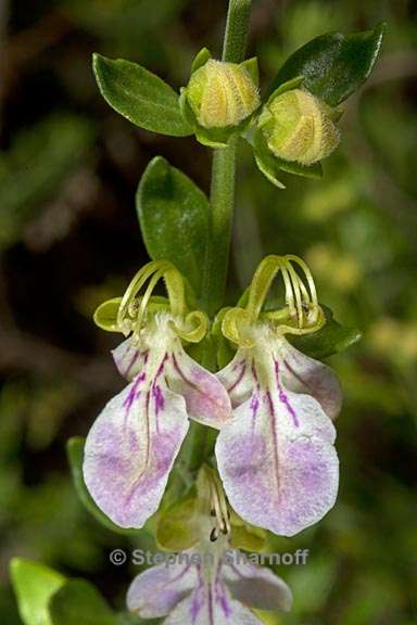 teucrium bicolor 3 graphic